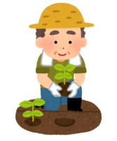 Male farmer planting seedlings