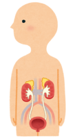 Kidney and bladder (human body)