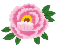 Peony (flower)