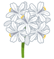 Nerine-Diamond Lily