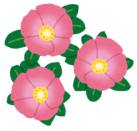 Hamanasu (flower)