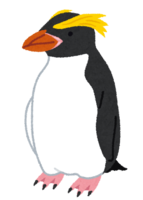 Snares penguin