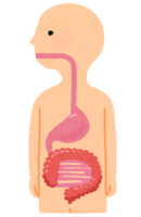 Esophagus-stomach-intestine (human body)