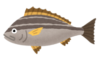 イサキ(魚)
