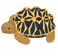 印度星龟