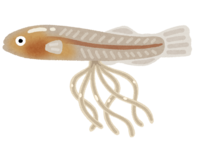 Redtail splitfin fetal