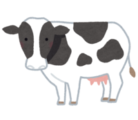 Dairy cow-Holstein