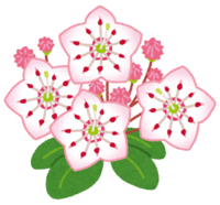 Kalmia (flower)