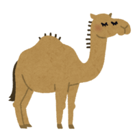 Dromedary