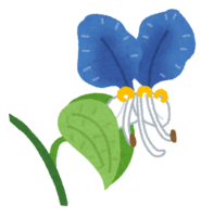 Commelina communis (flower)