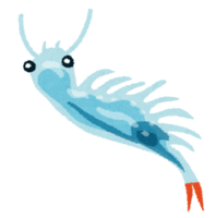Honen shrimp-ghost shrimp