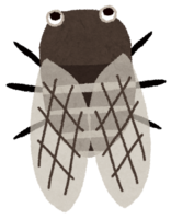 Kumazemi (cicada)