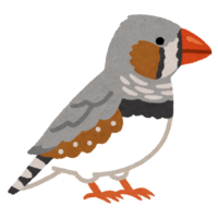 Zebra finch (male)