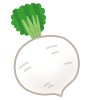 Shogoin radish (Kyoto vegetables)