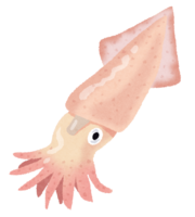 Squid