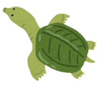 Soft-shelled turtle