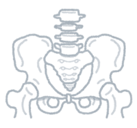 Pelvis