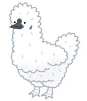 Silkie chicken