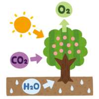 Photosynthesis