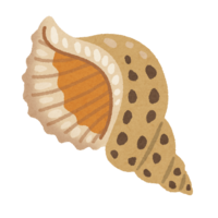 Conch shell