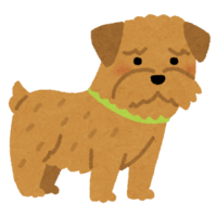 Norfolk-Terrier (dog)