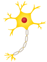 Nerve cell-neuron