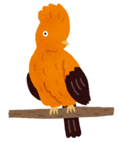 Andean cock-of-the-mill