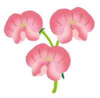 Sweet pea (flower)