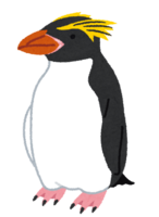 マカロニペンギン