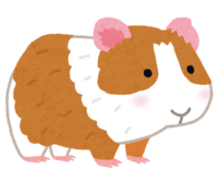 Guinea pig