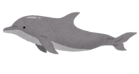 Bottlenose dolphin