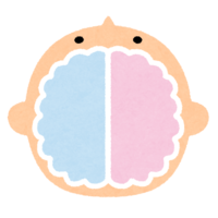 Right brain and left brain