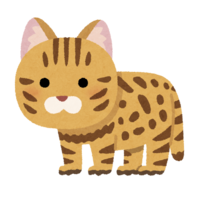 Black-footed cat