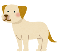 Labrador retriever (yellow)