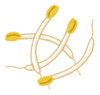 Bean sprouts