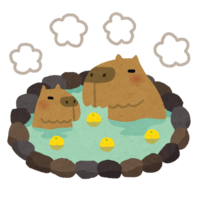 Capybara entering the hot spring