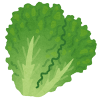 Green lettuce