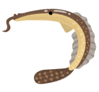 Bearded leatherjacket Onagano Okinahagi (fish)