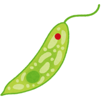 Euglena-Euglena