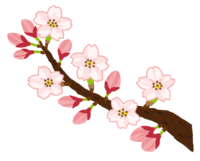 Flowering of cherry blossoms (Yoshino cherry tree)