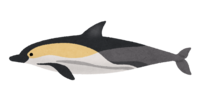 Common dolphin