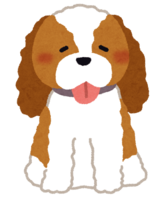 Cavalier-King Charles-Spaniel (dog)