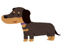 Dachshund (black)