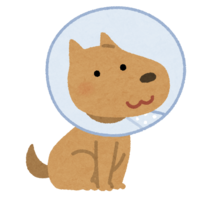 Dog with Elizabethan collar