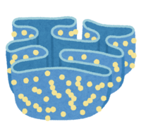 Endoplasmic reticulum and ribosome