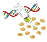 Genetically modified food (soybean)