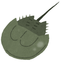 Horseshoe crab (ancient creature)