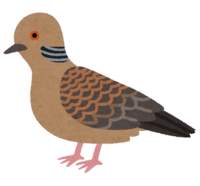 Turtle dove