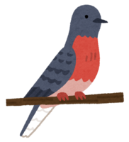 Passenger pigeon