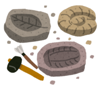 fossil